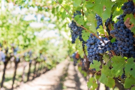 Stan Bae Grapes at a vineyard